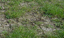 Prepare your grass for a top-yielding season